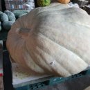 종래슈퍼 이미지