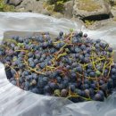 머루다래 이미지