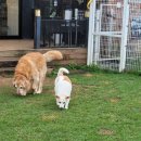 애견카페왕 이미지