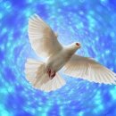 비둘기 이미지