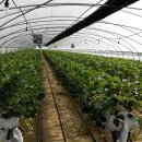 비거농장 이미지