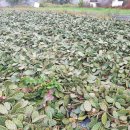 재호농장2 이미지