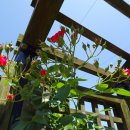 통일촌장단콩마을 이미지