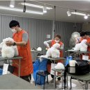 베스트 의정부 애견 미용학원 이미지