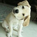 느리다