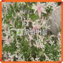 버들농원 이미지