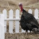 선유 칠면조 농장 이미지