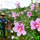 무궁화농장 이미지