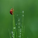 풀잎 위의 이슬 이미지