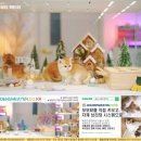 문캐터리 | 안동 캐터리에서 만난 러시안블루와 함께하는 게스트하우스