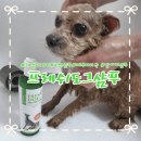 도그샤워 | 개냄새제거 탁월한 프레쉬도그샴푸