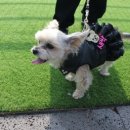 진이애견 이미지