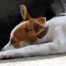 개라다이스 이미지