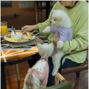 모나코펜션 | 완벽한 반려견 동반 여행, 가평모나코애견펜션 후기