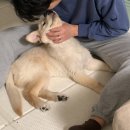 미미플로라 | 장 예민한 대형견, 퓨리나 포티플로라 vs 벳액티브8 유산균 급여 내돈내산 후기