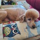 로이종합동물병원 이미지