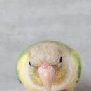 오석헌동물병원 이미지