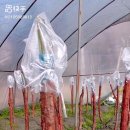 삼향-3 이미지