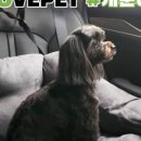 movepet 이미지