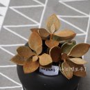 마이티농장 이미지