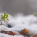 텔레이온 이미지