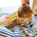 스테이스테이 이미지