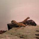 와우펫앤쥬 이미지