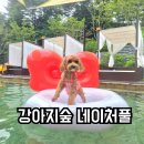 라떼아트 카페메뉴(야간) | 애견동반 수영장 강아지숲 네이처풀 방갈로 자리위치 식당 카페 운동장 셔틀 솔직후기