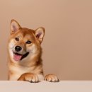 웃는강아지 이미지