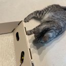 와요 | 고양이 혼자 둘 때 외로움 해결 와요 펫시터 어플 가격 비용 후기