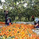 공금농장 이미지