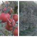 한솔농장 이미지