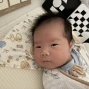봉선호