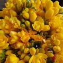 프리지아(FREESIA)