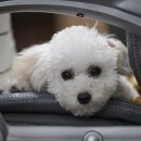 베베펫살롱 이미지