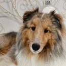 스마트덴탈 | 다이어트중인 로이가 먹어 본 처방간식 파미나 &#39;벳라이프 덴탈 트릿&#39; 후기💚