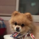 위대한스시 이미지