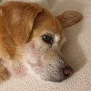 천안모아동물병원 이미지