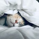 유아발레2 이미지