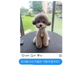 더독그루머스 이미지