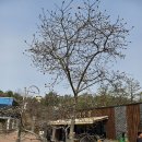 여주역, 출렁다리, 황악산수목원 이미지