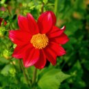 다알리아 - 부천시 원미구 부일로460번길 5 | 다알리아
