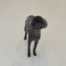 아지사랑 | 원주애견미용실 사랑아지 에서 강아지 전체미용했어요