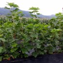 160712블랙커런트 울타리형으로 키우기 이미지