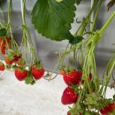 예당농장 이미지