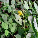 순천 월등 들꽃(야생화) 활량나물, 뻐꾹나리, 이질풀, 까치깨 (2023.08.31) 이미지