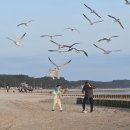 안면도바다처럼 이미지