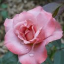 강남-135 이미지