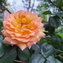 부부1 태양광발전소 이미지