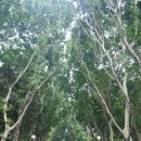 나무그늘파크(park) 이미지